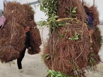 你知道松针都有哪些作用吗? #科普一下 #有趣的知识