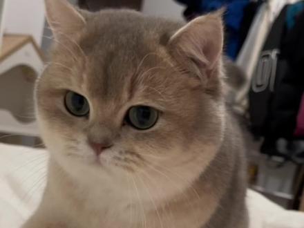 今天学了个新词 捅咕#东北话果然很上头 #笨蛋小猫