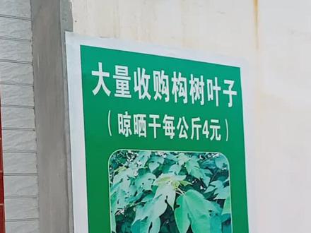 大量收购构树叶子,晾晒干,每公斤4元。