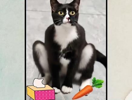 萝卜纸巾,真棒,大笨猫又在蒙答案了#萝卜纸巾猫咪模仿挑战 #好玩的小游戏 #动物 #宠物猫