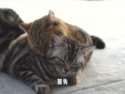 母猫交配完成后突然满地打滚,还会直接攻击雄性?原因让人心疼#科普 #动物 #猫咪 #猫咪打滚 #猫