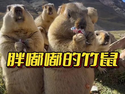 这是竹鼠不是土拨鼠 #涨知识#每天学习一点点 #科普一下 #抖音看世界#创作者扶持计划