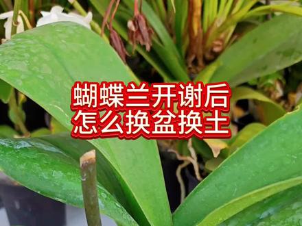 #花卉绿植 #蝴蝶兰 #兰花 蝴蝶兰花后苗怎么重新养壮?