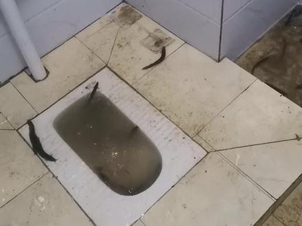 听说泥鳅可以疏通管道,10斤2天不见疗效