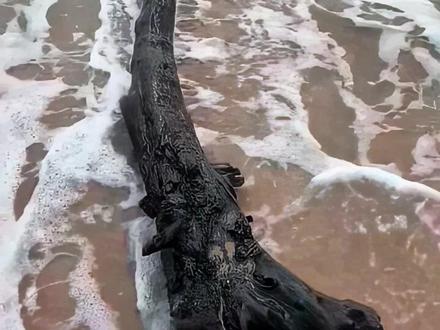 木头也分三六九等,最贵的一吨能换车换房! #木头 #木材 #科普