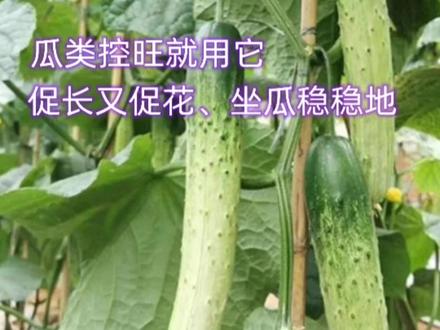 黄瓜、西瓜等瓜类作物控旺就用它,没有危害,坐瓜还稳稳的