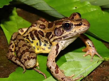 偏方害人:腰椎间盘突出,男子生吃8只青蛙,恐怖的事情在后头......