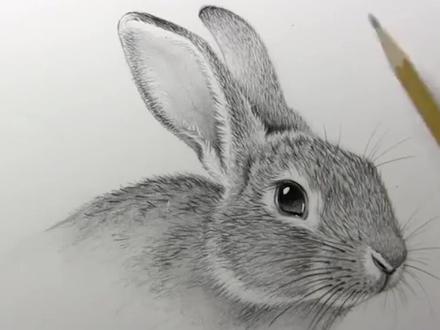田字格法轻松画出写实兔子 #绘画教程 #动物素描