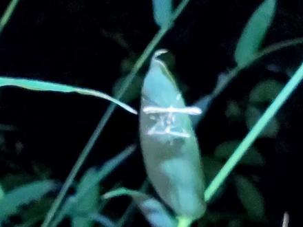 神奇的八翼天蛾(羽蛾)