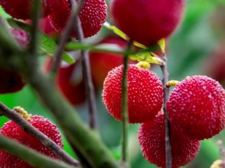 开花到结果…#杨梅的生长过程 #吃杨梅的季节 #杨梅之乡
