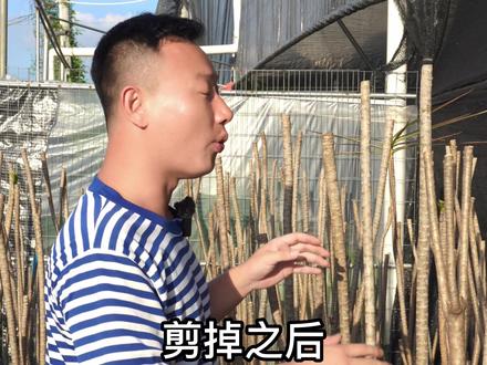 #千年木#七彩铁#龙血树 这几个是亲戚,给点光就灿烂系列#养花#花卉绿植#家庭养花@抖音小助手