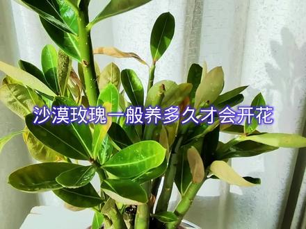 沙漠玫瑰一般养多久才会开花?