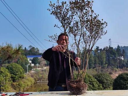 映山红下山桩种养与造型制作技巧 映山红下桩这个时候种不是最佳季节,提高成活率一定带土球,映山红生长慢难形成过程,造型不适合大截口桩,像这盆双杆的,顺其自然比较容易成型。#盆景#制作过程#我的乡村生活 #映山红 #盆景