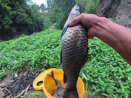清波钓法,花生挂钩,选位#原来钓鱼才是抖音运动顶流 #盘车溪流钓 #清波鱼 #野钓 #2025dou来钓鱼