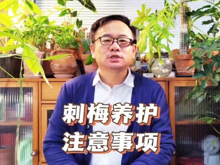 刺梅的养殖方法和注意事项,6件事做到位,好繁殖,开花多 #刺梅 #虎刺梅 #阳台花园 #我家阳台 #阳台养花