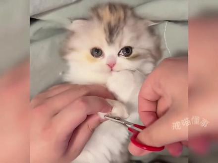 小猫咪真的好可爱啊!听我的,一定要看到最后~ #可爱猫咪日常 #创作者中心 #创作灵感 #萌到爆炸的小奶猫 #骗你养猫系列