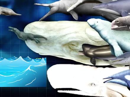 史前鲸鱼家族最大的是谁 #鲸 #史前巨兽 #远古生物 #古生物 #鲸鱼 #史前 #动物 #百科 #冷知识