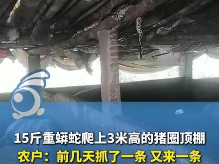 15斤重蟒蛇爬上3米高的猪圈顶棚,底下大肥猪淡定纳凉!