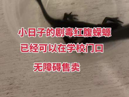 细思极恐,如此可爱小朋友都很喜欢,但剧毒无比,连皮肤都会分泌毒液,最重要的是还是来自小日子国!