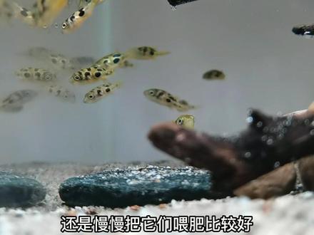 对巧克力娃娃丝毫没有抵抗力,就是这50条看着太少了啊!是再买一批还是耐心养大?#观赏鱼 #水族 #养鱼
