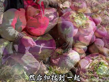 你见过会魔法的蔓菁吗? 刀尖跳支舞,蔓菁成玲珑串串。#农村生活 #记录我的农村生活 #你没见过的神操作 #田间地头 #新农人计划2026 @抖音小助手 @DOU+小助手 @DOU+上热门 @抖音创作小助手