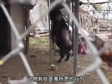 关于动物的诡异视频 #白天刷不到晚上逃不掉系列