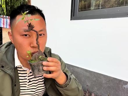 春天何首乌这样剪,越剪越漂亮 #盆景修剪 #何首乌 #精品盆景 #园艺 #园艺盆栽