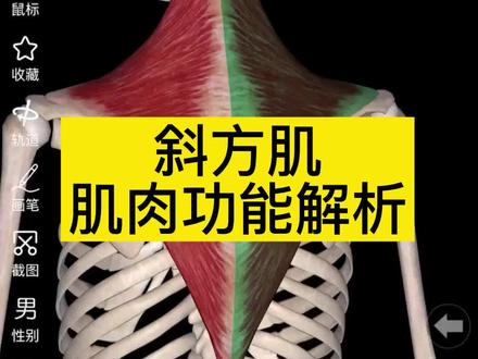 #斜方肌 肌肉功能解析#运动解剖 #运动康复