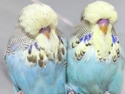 养鹦鹉人春节回家7天,回来开盲盒 春节回去了七天,回来孩子们都长大了,新配对也下蛋了,0伤亡,可喜可贺#欧血大头虎皮鹦鹉 #养鹦鹉日记 #萌宠出道计划 #虎皮鹦鹉 #繁殖记录