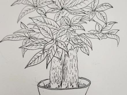 #一起学画画 #绘画过程分享 发财树盆栽写生 #美术课堂 人教版四年级下册《植物写生》详细教程@抖音小助手 #我要上热门