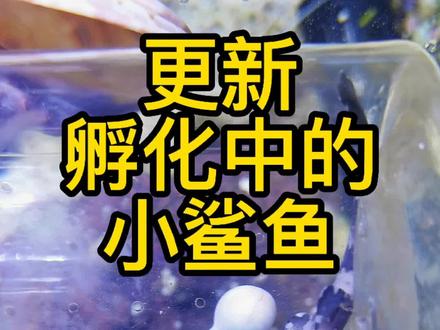 更新上次剪开孵化的小鲨鱼卵(二) #鲨鱼 #观赏鱼 #海缸 @抖音小助手