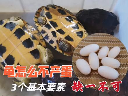家里养的龟为什么不产蛋呢?龟产蛋要具备3个条件,缺一不可