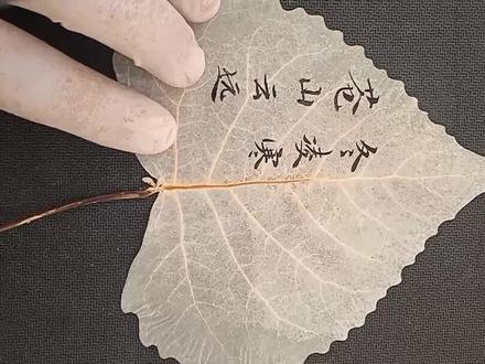 #手工 白杨树叶能当纸,可写可画可染