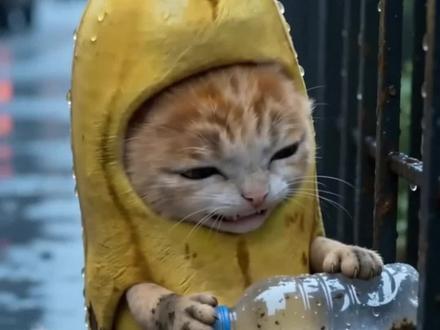 《外星猫的故事4》每一次努力都是粉丝温暖的延续 #二次元#香蕉猫小剧场#儿童动画 #外星猫