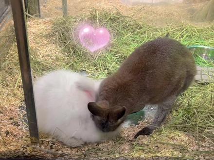 袋鼠竟对兔子一见钟情?