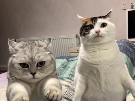 谁能拒绝会跳舞的小猫咪呀…… #怪奇物语 #哈吉米 #萌宠 #猫咪