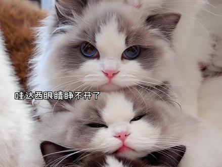 以防你没见过四只小猫叠叠乐 #opm布偶猫舍 #opium布偶猫 #灭霸布偶猫 #顶级布偶猫