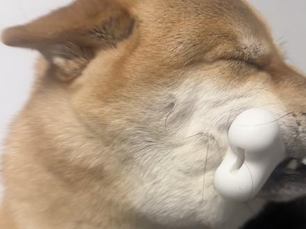 小国国又是谄媚的一天#柴犬#小柴 #猪