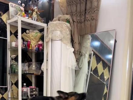 为什么你家狗老是对着空气乱叫? #狗乱叫 #狗狗 #狗狗的迷惑行为