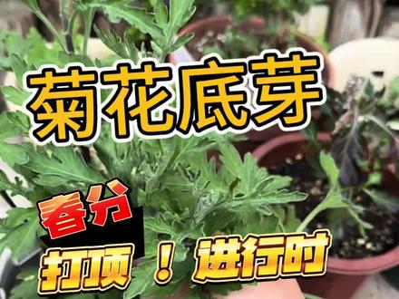 春分起 菊花打顶 #我的花花草草🌸🌸! #记录我的种植生活 #养花 #菊花