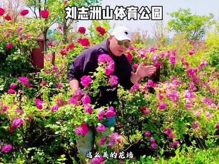 我在海州又发现了一处几百米长的花墙 🌸人在花丛里走,随手拍都是大片📸 还有彩绘墙能打卡,快冲!#连云港旅游攻略 #千面海州趣打卡#蔷薇花 #花墙#墙绘打卡地