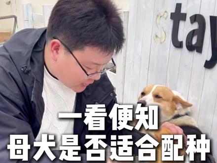 一看便知:母犬是否适合配种 #北京倍特双 #犬人工授精 #犬繁殖 #犬繁殖技术 #犬繁殖障碍