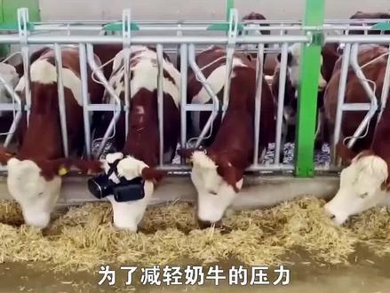 给奶牛带上VR眼镜#黑科技 @抖音小助手