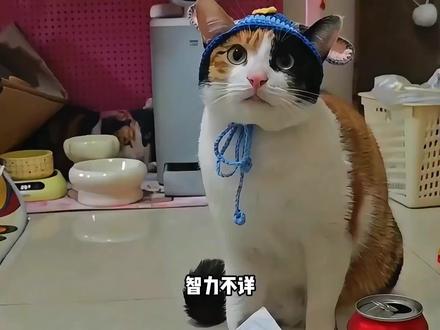 智力不祥观察能力极强 #纸巾真棒 #搞笑 #猫咪 #萝卜纸巾