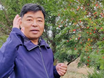 红豆杉的果子可以吃,但只吃外面的红色肉质假种皮,也可以拿来泡酒用。#记录真实生活 #红豆杉 #新鲜采摘 #庭院绿化 #原创作品