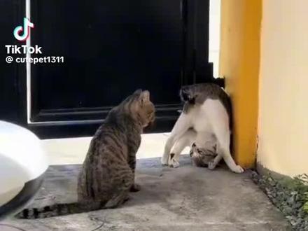 猫咪搞笑日常#猫咪的迷惑行为 #猫 #宠物 #晒出你家的萌宠