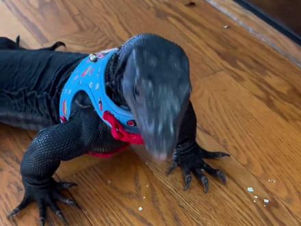 黑龙泽巨蜥吃蛋#爬宠 #蜥蜴 #爬行动物 #有趣的动物