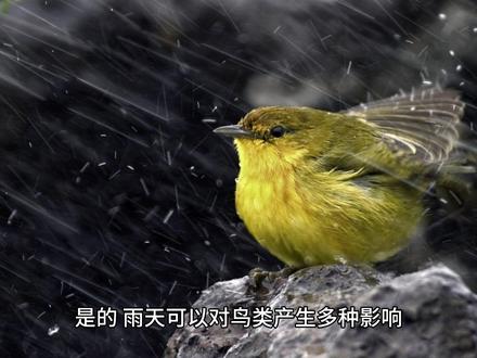 小鸟怎么躲雨 #科普 #科普一下 #动物 #动物世界