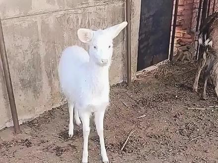 白色的梅花鹿你见过吗?见神鹿,鹿鹿畅通,发大财,接好运~!
#梅花鹿 #梅花鹿养殖 #梅花鹿场 #养殖 #自家养殖