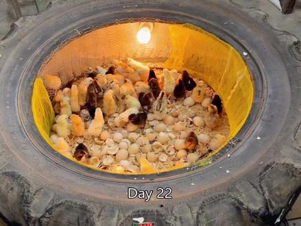 在废弃的轮胎内安装两个灯泡就能制作成一款小鸡孵化器#高手在民间 #手艺人 #手工diy #制作过程 #民间手艺